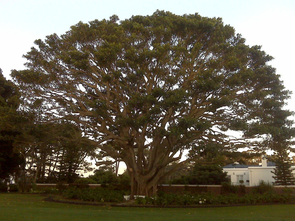 Old Mutual House Tree